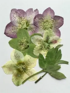 押し花　クリスマスローズ　花　5輪　葉　2枚 K-30ｃ