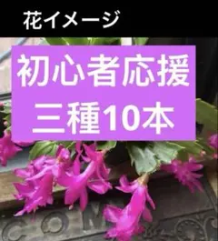 デンマークカクタス　シャコバサボテン 3種10カットセットのサムネイル