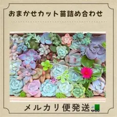 2026年最新】斑入り＃錦の人気アイテム - メルカリ