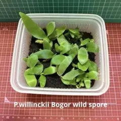 P.willinckii 月光爪哇 spore 1ケース ビカクシダ胞子培養 - メルカリ