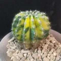 2025年最新】サボテン抜き苗の人気アイテム - メルカリ