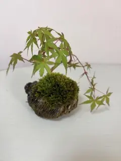 ミニ盆栽　希少珊瑚閣もみじ盆栽　苔付き　半懸崖仕立てのサムネイル