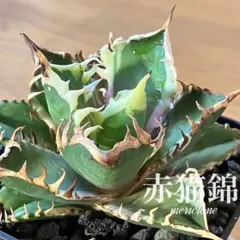 2025年最新】上澳園芸の人気アイテム - メルカリ