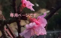 花音様専用ページです