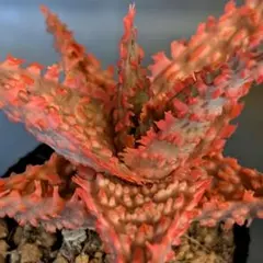 多肉植物 アロエハイブリッド(国内実生苗です)のサムネイル