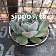 sippo☆毎週土or日発送様 リクエスト 2点 まとめ商品