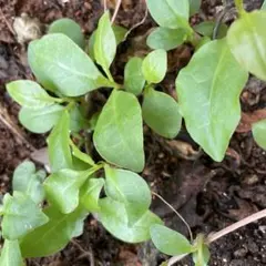 しろくま様 おかわかめの苗 大きくなりました！無農薬苗土付き10本