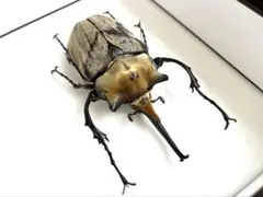 【最終値下げ】エレファスゾウカブト　♂標本 m19083912942_1.jpg?1723389874