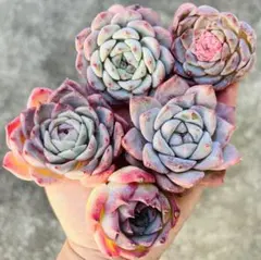 陽子様 リクエスト 2点 まとめ商品