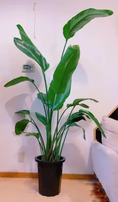 ストレチア オーガスタ 3株植え 特大葉 10号以上 鉢カバーセット