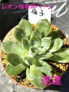 レオン様専用ページ　多肉植物　おらいさん苗　梅子　抜き苗