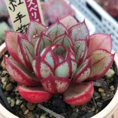 2026年最新】紅手鞠の人気アイテム - メルカリ