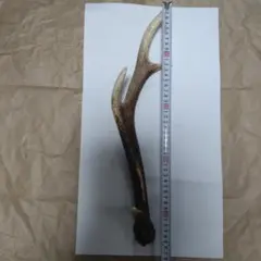 ニホンジカの角 約40cm - メルカリ