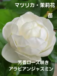 芳香ローズ咲き*59*アラビアンジャスミン　マツリカ・茉莉花　ポット苗１株のサムネイル