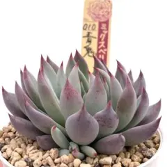 2025年最新】おらいさん苗の人気アイテム - メルカリ