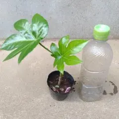 ヤツデ 八手 2年生観葉植物 庭木 苗木 常緑樹 抜き苗メルカリ便 縁起物