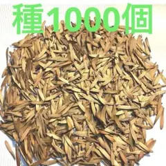 シマトネリコの種　丈夫で育てやすい　初心者向きのサムネイル