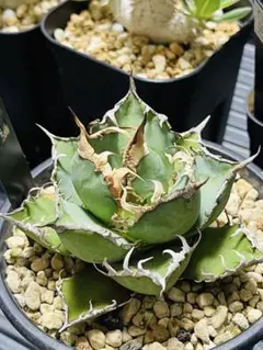 チタノタ 「大白鯊(ホオジロザメ)」ブツブツ出る血統 子株付き タグ鉢