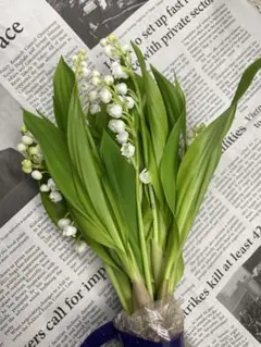 球根付きスズラン10本