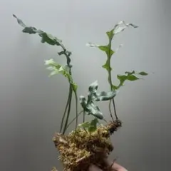 ドリナリア　ボニーのサムネイル