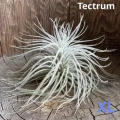 もっちゃん様 リクエスト 2点 まとめ商品