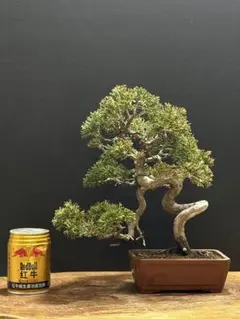 2026年最新】盆栽真柏の人気アイテム - メルカリ