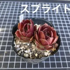 ブラックミニ センペルビウム抜き苗 6㎝ポット - メルカリ