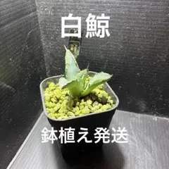 2026年最新】白鯨 子株の人気アイテム - メルカリ