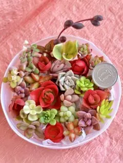 多肉植物　＊カラフルカット苗＊