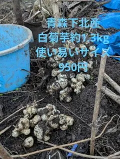 青森下北産の菊芋約1.3kg土付き1個平均20〜60g使い易いサイズ