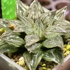 F*a様 アトロフスカミュータント　超美株　ハオルチア　観葉植物　23のサムネイル