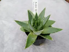 2025年最新】ポリフィラ アロエの人気アイテム - メルカリ