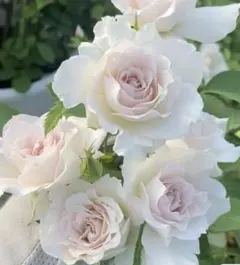 四季咲きバラ苗　挿木苗　薄茶色　波状弁咲き　　　薔薇