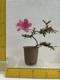 皐月 盆栽 大盃 ピンクの花 鉢植え - メルカリ