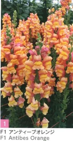 マロン様 リクエスト 2点 まとめ商品