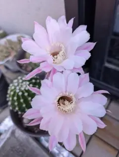 多肉植物 花サボテン 縁結びの神 抜き苗 1株限定 - メルカリ