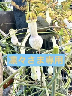 セロペギアアンプリアータ　パラシュートプランツ 〓多肉植物〓ガガイモ科セロペギア属-アンプリアータ