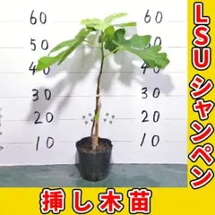 LSU シャンペン [イチジク 苗木 挿し木苗] 03-25のサムネイル