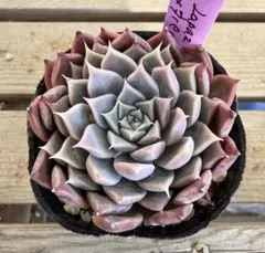 La Paz xタパルパ