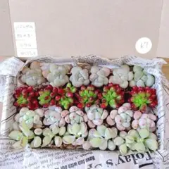 67.多肉植物　つぶつぶカット苗　4種類詰め合わせ　寄せ植えセット