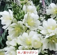 2025年最新】台木用サボテンの人気アイテム - メルカリ