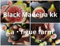 2026年最新】Black Madeira KK の人気アイテム - メルカリ