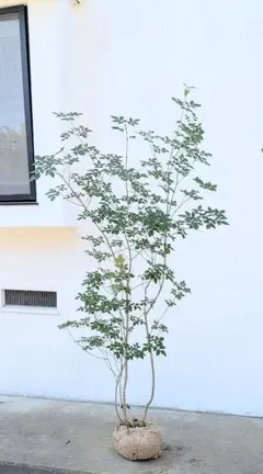 超絶品。山採りドウダンツツジ1.8M(鉢底から)◎根回し済 - メルカリ