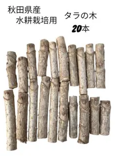 2026年最新】タラの木の人気アイテム - メルカリ