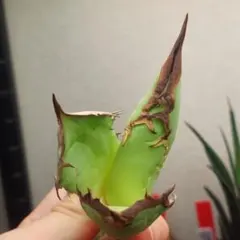 チキン様 リクエスト 2点 まとめ商品