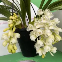 2026年最新】鉢花 シンビジュームの人気アイテム - メルカリ