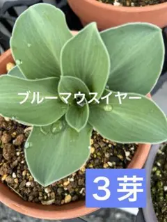 room335様 リクエスト 2点 まとめ商品