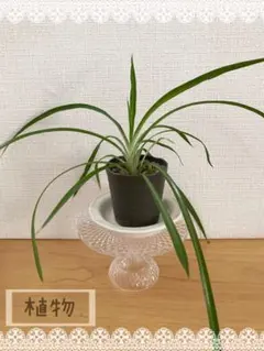 オリヅルラン　抜き苗のサムネイル
