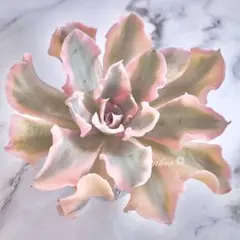 ［D204］多肉植物 韓国苗 シャフラン錦 特特大