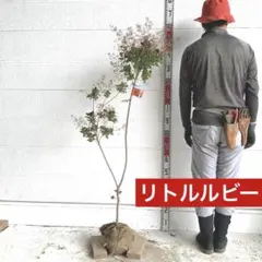 スモークツリー ルビリフォリウス 雌株 煙の木 苗木 花木 53 - メルカリ